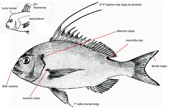 Dentex gibbosus_01.jpg